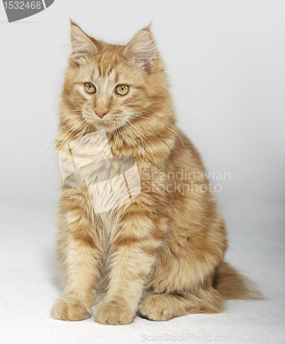 Image of Maine Coon kitten