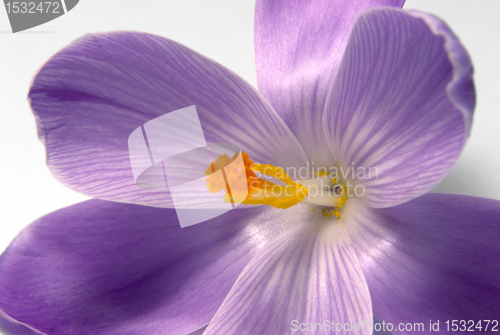 Image of violet crocus flower closeup