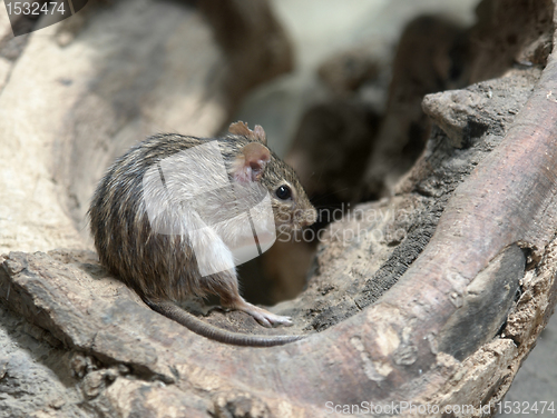 Image of striped grass mouse
