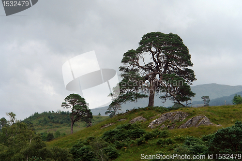 Image of pictorial trees in Scotland