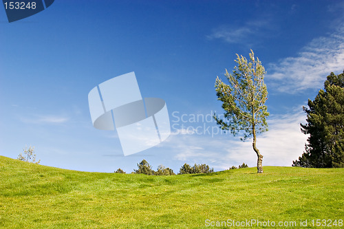 Image of Tree in green field