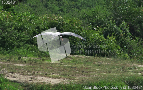 Image of flying Yellow-billed Stork