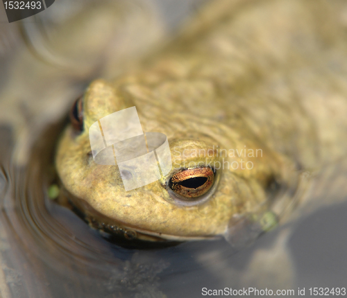 Image of common toad portrait