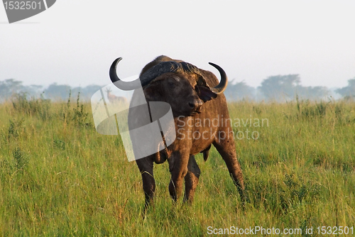 Image of African Buffalo in Uganda