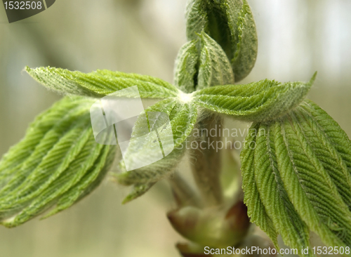 Image of folded spring leaves