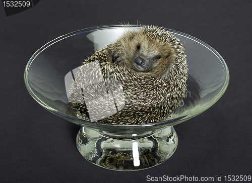 Image of hedgehog in a glass bowl