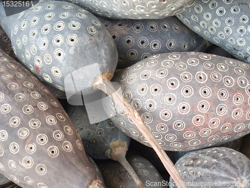 Image of decorated calabash-like fruits