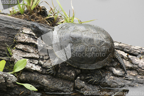 Image of European pond terrapin