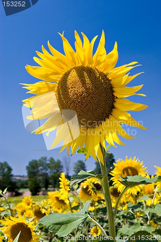 Image of Sunflower