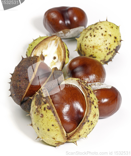 Image of horse chestnuts