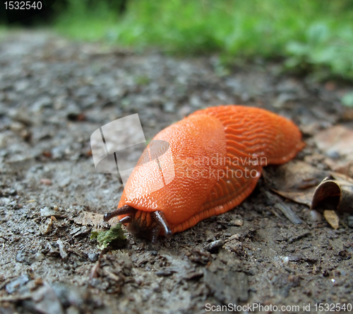 Image of red slug on the ground