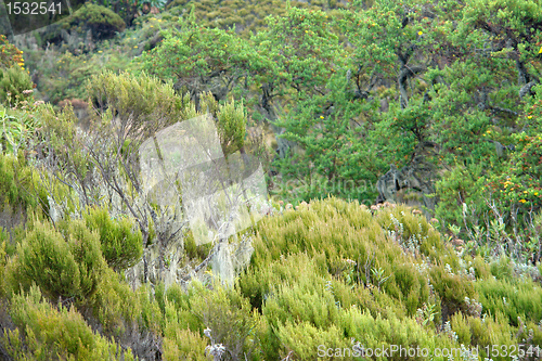 Image of vegetation around Mount Muhabura