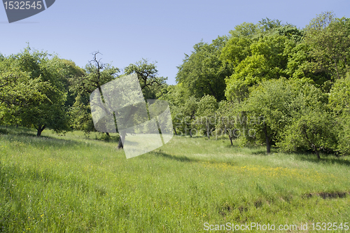 Image of idyllic spring scenery