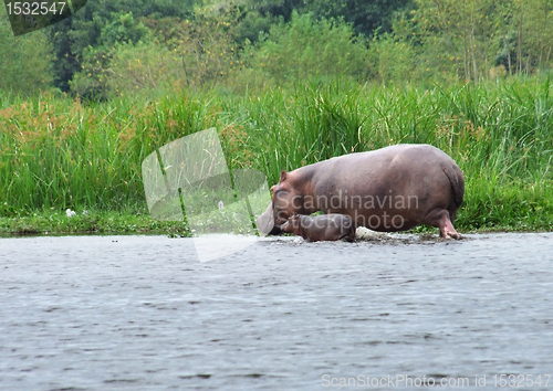 Image of Hippo calf and cow waterside in Africa