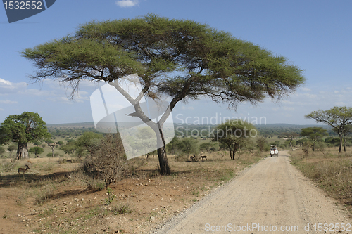 Image of savannah scenery with Umbrella Acacia and road