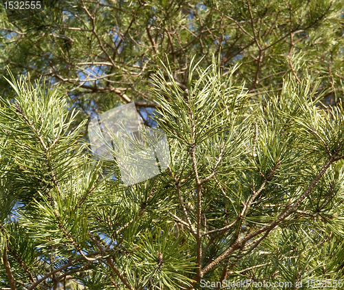 Image of pine needles and twigs