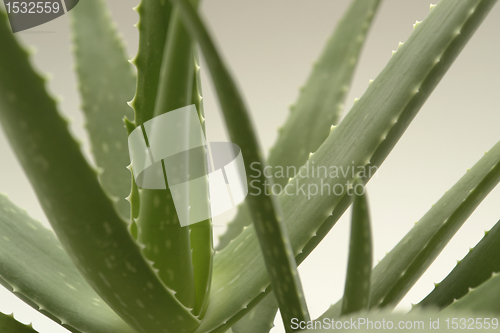 Image of agave plant