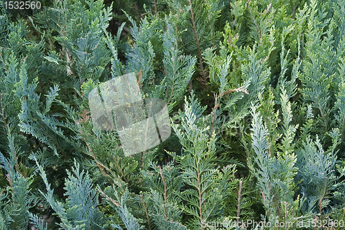 Image of full frame thuja back