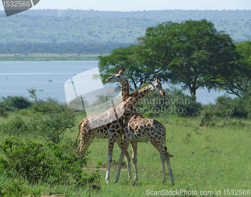 Image of male Giraffes at fight in Africa