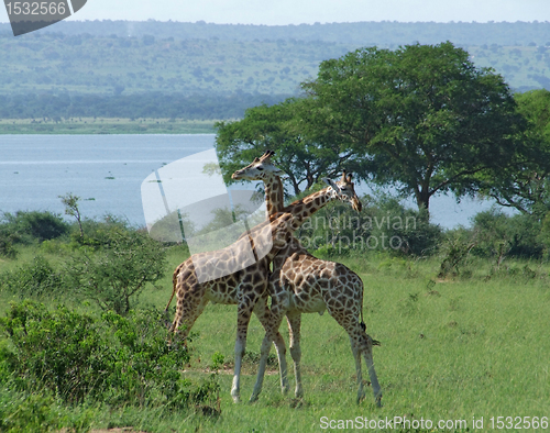 Image of male Giraffes at fight in Africa