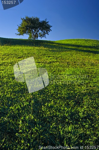 Image of Tree on Grassland