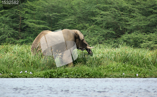 Image of Elephant waterside in Africa