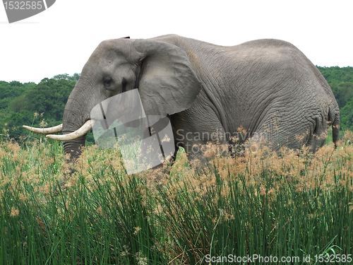 Image of Elephant in Uganda