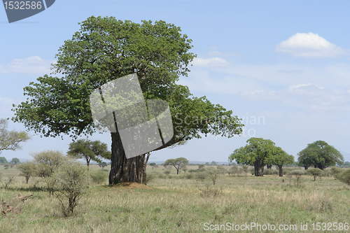 Image of Baobab tree in Africa