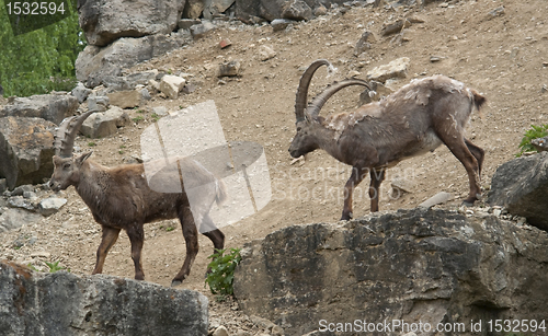 Image of fighting Alpine Ibex