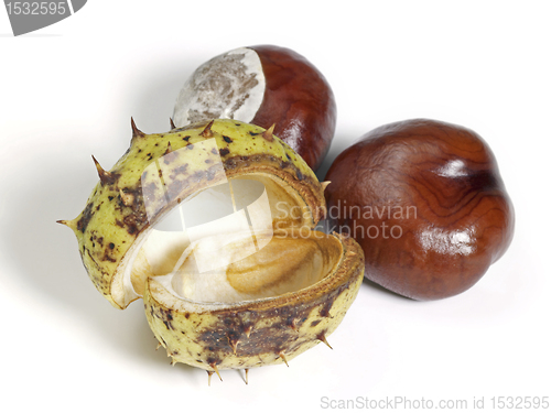 Image of horse chestnuts