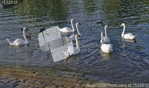 Image of swans and ducks riverside