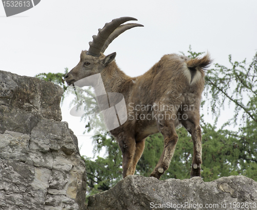 Image of Alpine Ibex on rock formation