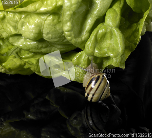 Image of Grove snail and green salad