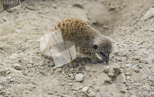 Image of Meerkat digging in stony ground