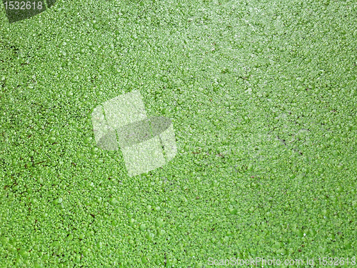 Image of duckweed