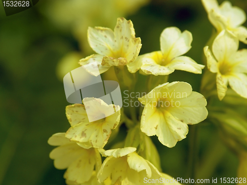 Image of primrose flowers