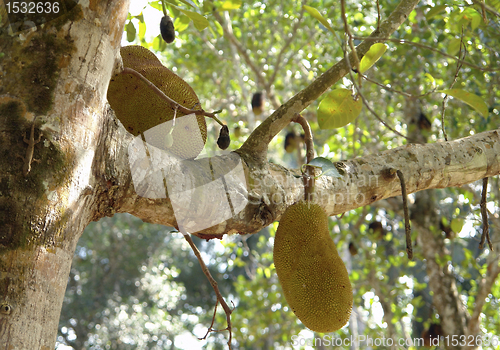Image of Jack Fruits on a tree