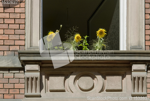 Image of sunflowers and open window