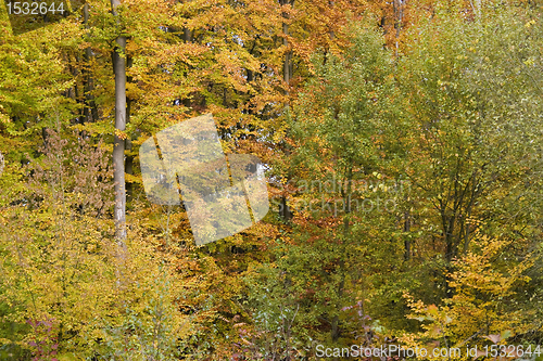 Image of autumn foliage
