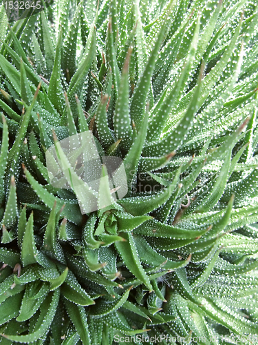 Image of succulent plant detail