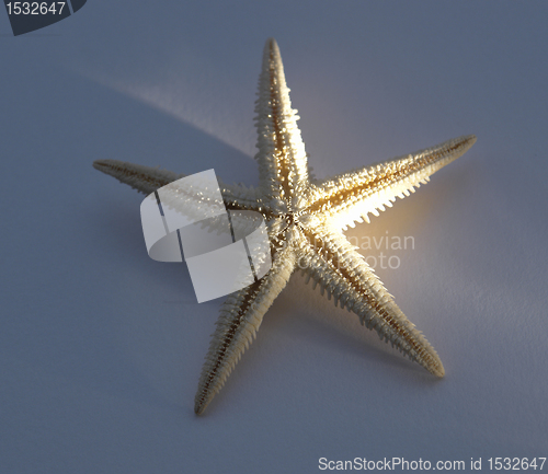 Image of starfish