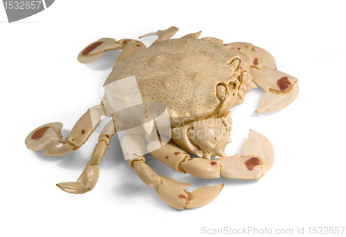 Image of moon crab in white back