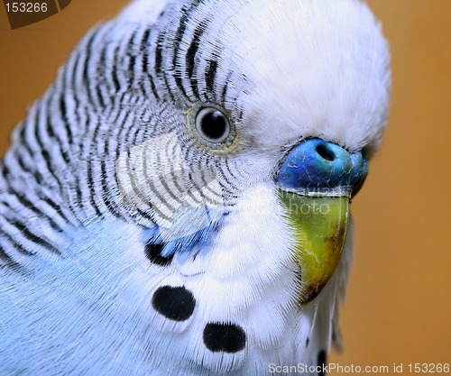 Image of A pet bird