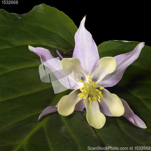 Image of Aquilegia flower