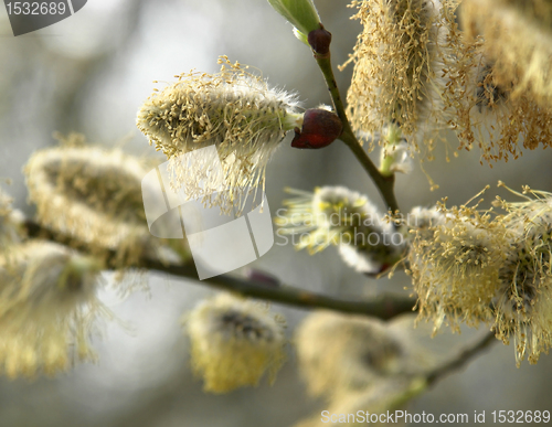 Image of pussy willow twigs