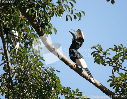 Image of Silvery-cheeked Hornbill in Uganda