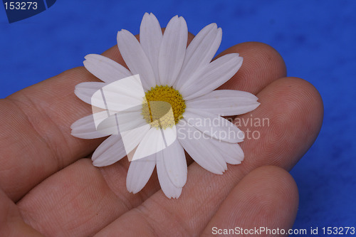 Image of flower in hand