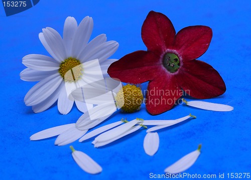 Image of red and white flowers