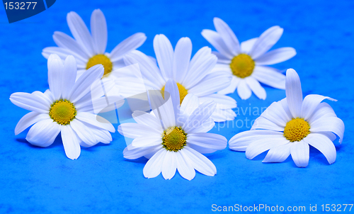 Image of six flowers