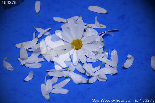 Image of white flower